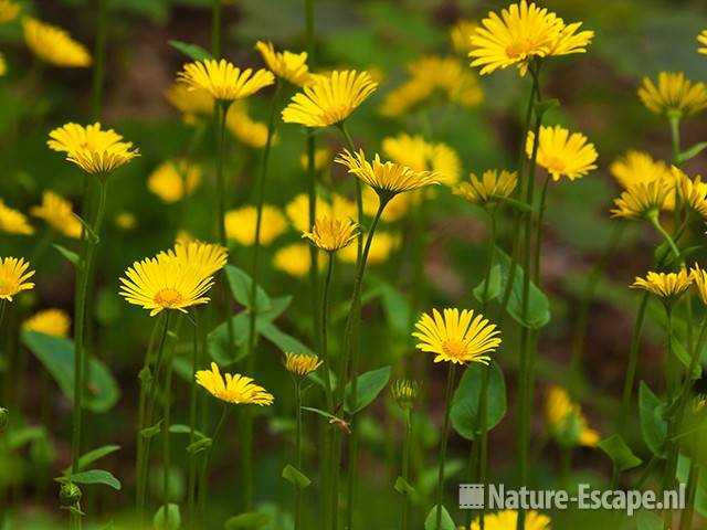 Voorjaarszonnebloem, bloemen in bos, Elswout 2 110510