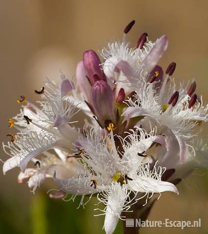 Waterdrieblad, detail bloemen, tB7 010510