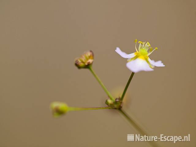 Grote waterweegbree, detail bloem, tB1 120710