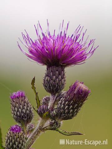 Kale jonker, detail bloem en bloemknoppen, Zwanenwater 1 130710