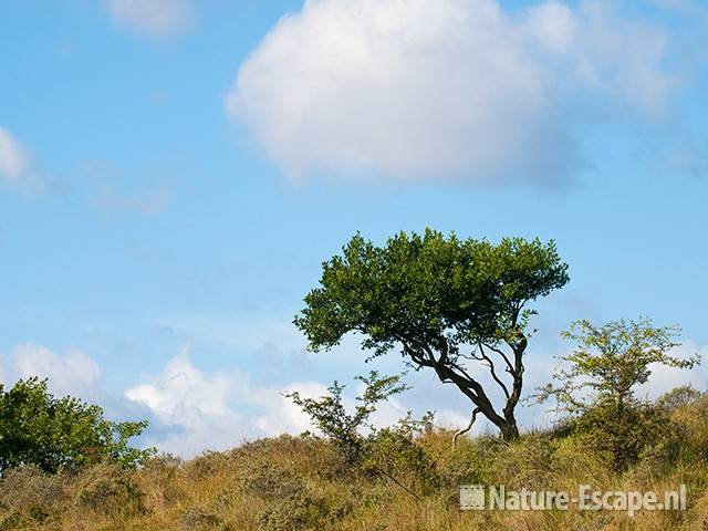 Kardinaalsmuts, op helling, AWD1 150710