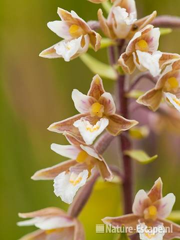 Moeraswespenorchis, Zwanenwater 1 130710