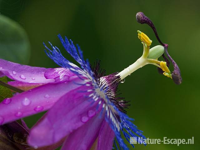 Passiebloem, 'Lavander Lady', detail bloem, tB1 120710