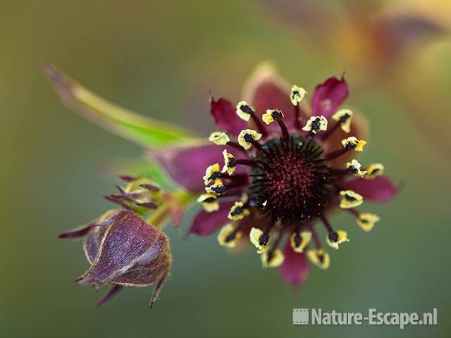 Wateraardbei, detail bloem, tB2 050610