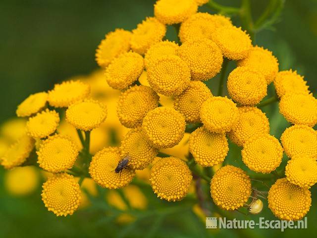 Boerenwormkruid, bloemen, landgoed Ampsen 1 270710