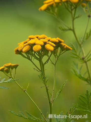 Boerenwormkruid, bloemen, landgoed Ampsen 10 270710