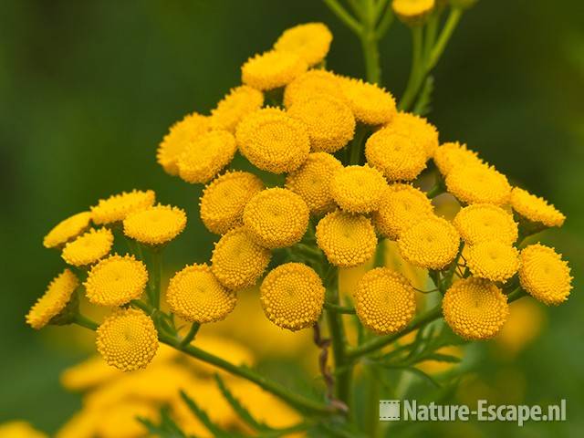 Boerenwormkruid, bloemen, landgoed Ampsen 11 270710