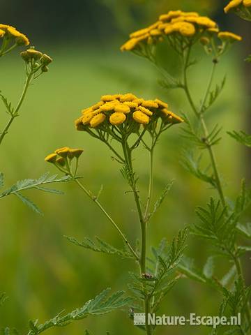 Boerenwormkruid, bloemen, landgoed Ampsen 2 270710