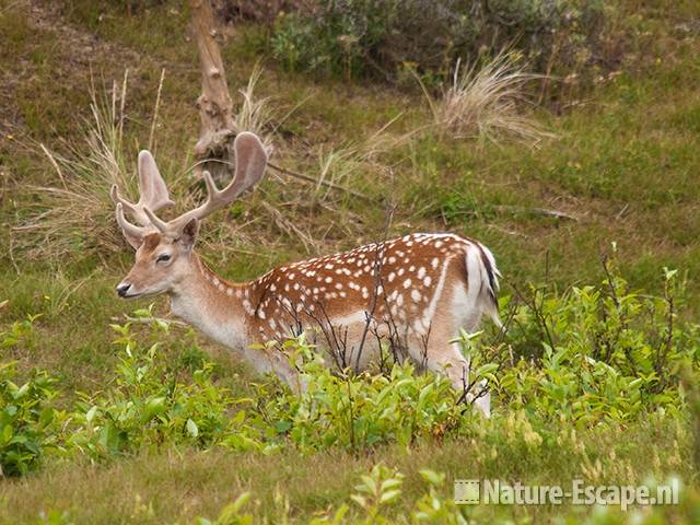 Damhert, bok met bastgewei, AWD1 150710