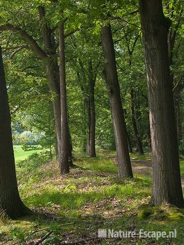 Doorkijkje tussen bomen, landgoed Ampsen 1 270710