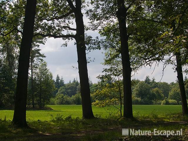 Doorkijkje tussen bomen, landgoed Ampsen 2 270710