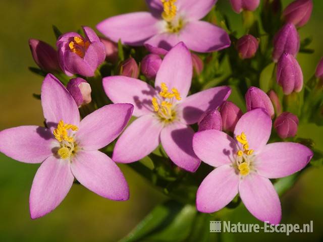 Echt duizendguldenkruid, bloemen, AWD1 300710