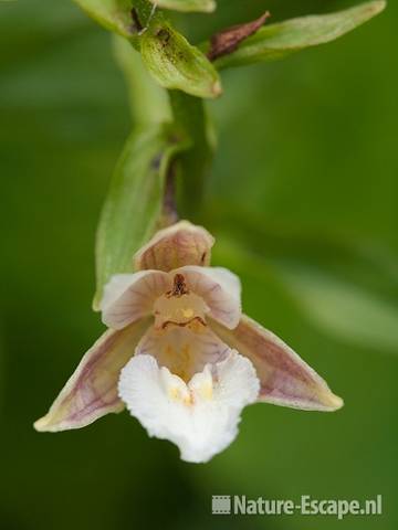 Moeraswespenorchis, detail bloem, tB1 200710