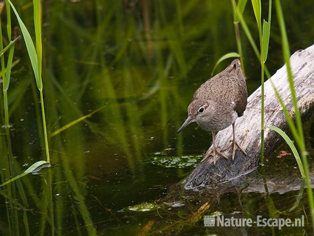 Oeverloper, Hijm NHD Castricum 2 160710