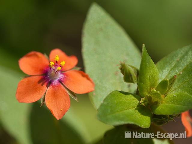 Rood guichelheil, detail bloem, AWD2 300710