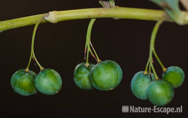 Salomonszegel, bessen, landgoed Ampsen 3 270710