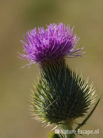 Speerdistel, detail bloem, AWD2 300710