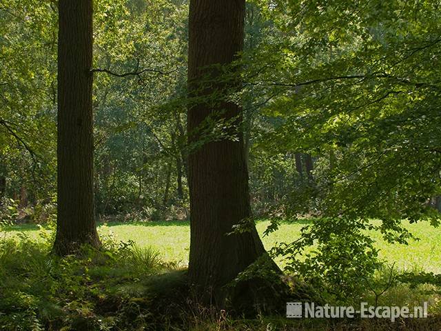 Spel van zonlicht, landgoed Ampsen 1 270710