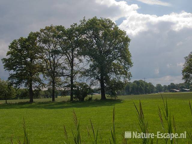 Zomereiken, landgoed Ampsen 2 270710