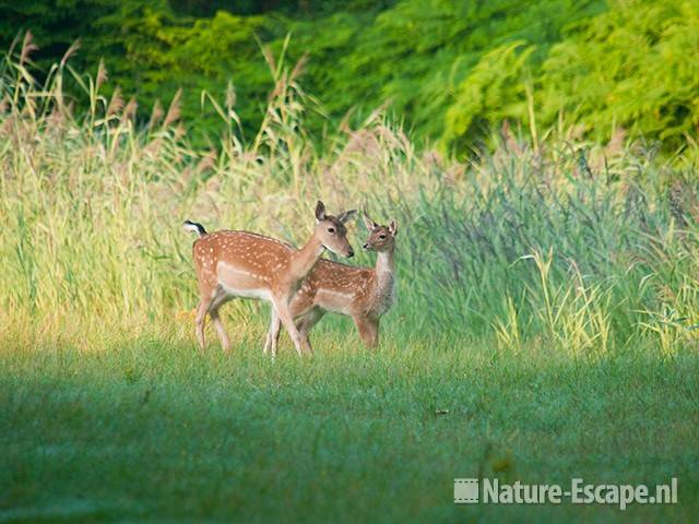 Damhert, hinde met kalf in vroeg licht, AWD2 140810