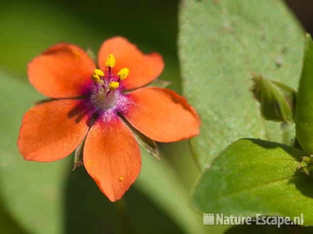 Rood guichelheil, detail bloem, AWD1 300710