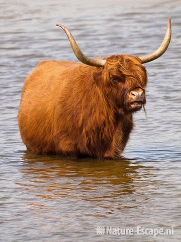 Schotse hooglander, in het water, Doornvlak 1 090810