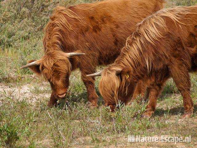 Schotse hooglanders, grazend, Doornvlak 1 120810