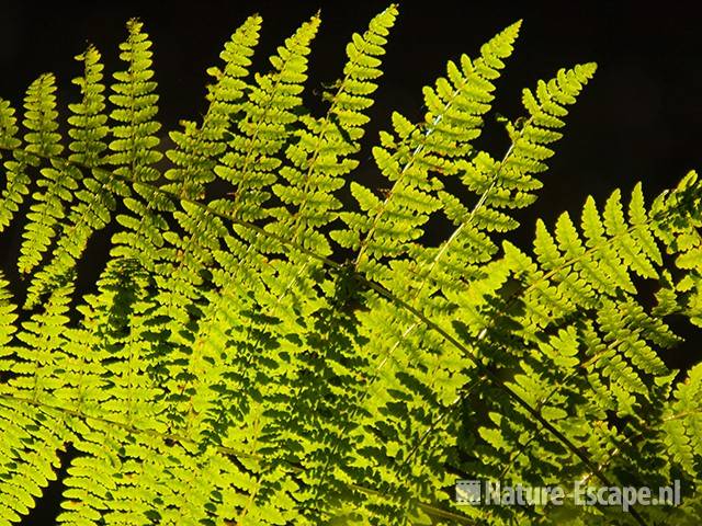 Adelaarsvaren, blad in tegenlicht, AWD2 180910