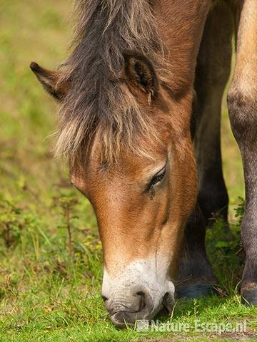 Exmoor pony, veulen, grazend, NHD Bergen 3 110910