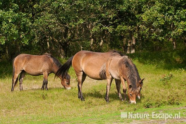 Exmoor pony's , met veulen, grazend, NHD Bergen 1 110910