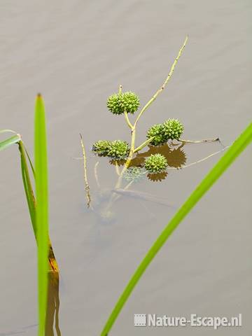 Grote egelskop, vruchten, in water, fietspad langs golfbaan Heemskerk 1 100910