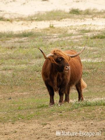 Schotse hooglander, stier, Doornvlak 1 210810