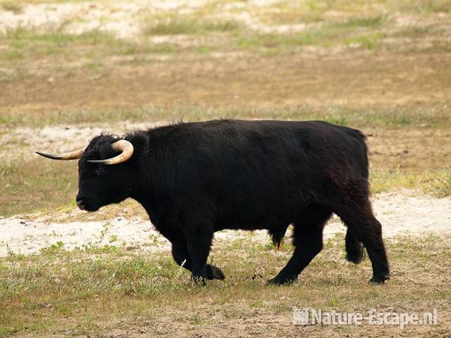 Schotse hooglander, zwarte stier, Doornvlak 1 210810