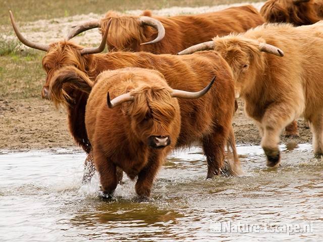 Schotse hooglanders, gedoe om een tochtige koe, Doornvlak 5 210810