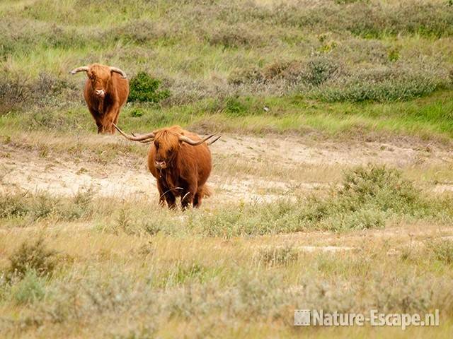 Schotse hooglanders, gedoe om een tochtige koe, Doornvlak 6 210810