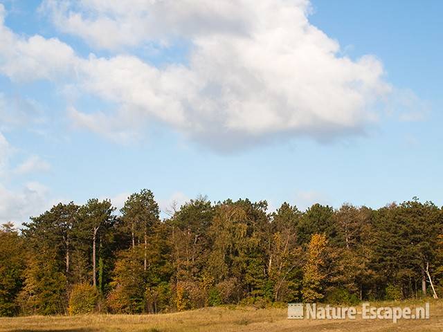 Bosrand in herfstkleuren, NHD Castricum 1 251010