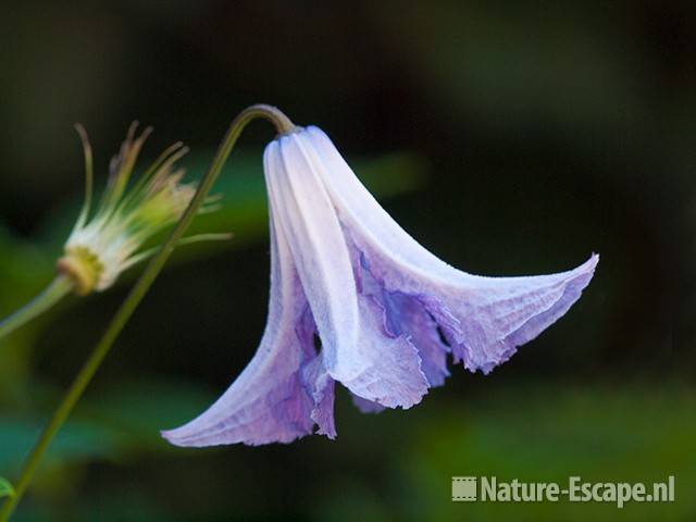 Bosrank, Clematis viticella 'Betty Corning', detail bloem, tB1 180710