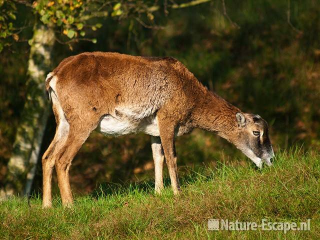 Moeflon, een jonge ooi, foeragerend, AWD1 091010