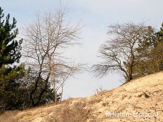 Bomen, op een helling AWD2 220211