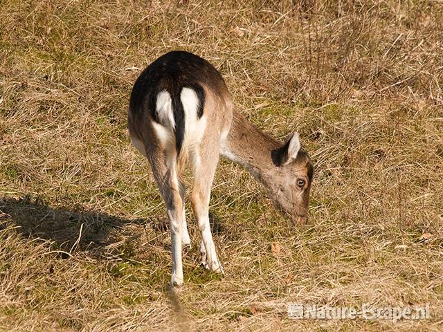 Damhert, hinde, foeragerend, AWD1 220211