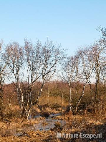 Landschap met berken, Zwanenwater 2 2210211