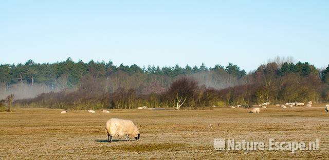 Schaap, Scottish blackface, in duinlandschap NHD Heemskerk2 190311