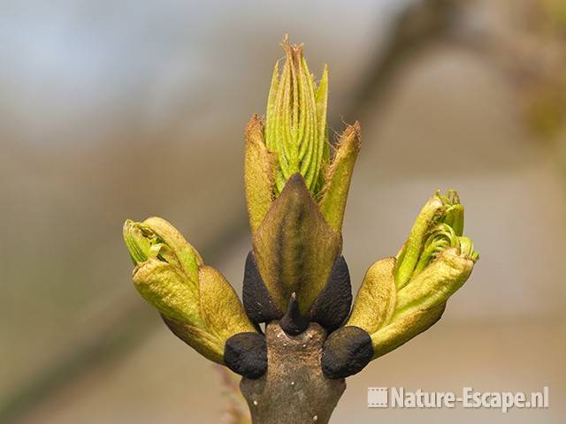 Es, uitlopende knoppen, Spaarnwoude 1 150411