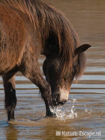 Exmoor pony, drinkend, Doornvlak 4 020411