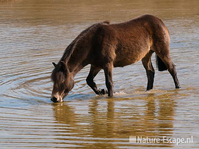 Exmoor pony, drinkend, Doornvlak 5 020411