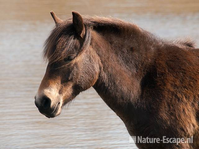 Exmoor pony, hoofd, Doornvlak 1 020411