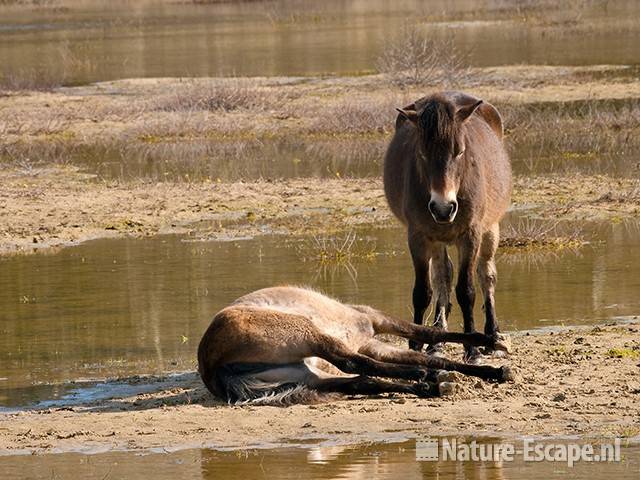 Exmoor pony s, Doornvlak 1 020411