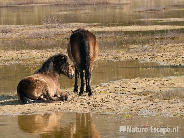 Exmoor pony s, Doornvlak 3 020411