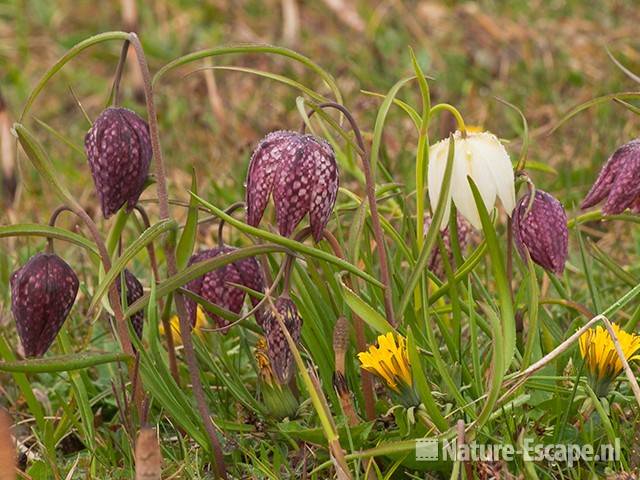 Kievitseitjes, NHD Castricum 2 160411