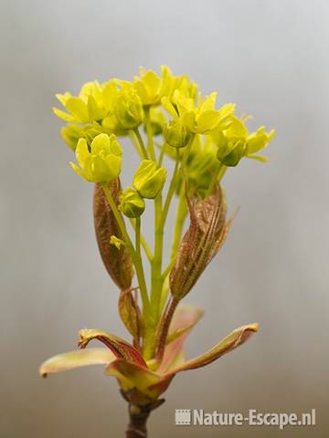 Noorse esdoorn, uitlopende en bloemen, NHD Castricum 2 160411 